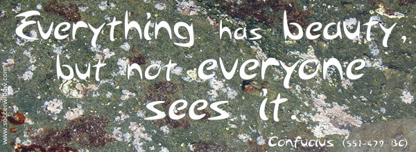 Everything has beauty, but not everyone sees it - Confucius