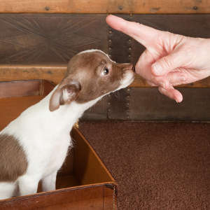 Finger wagging at Chihuahua puppy for good behaviour / Erhobener Zeigefinger zeigt Welpen gutes Benehmen